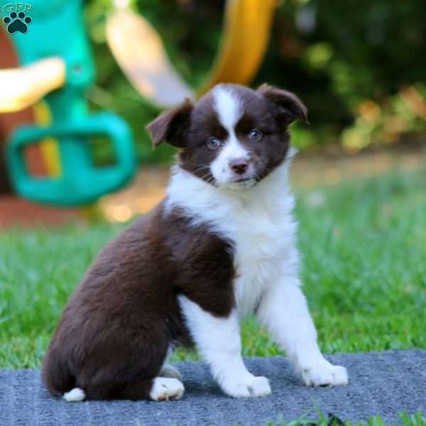 Pansy, Miniature Australian Shepherd Puppy