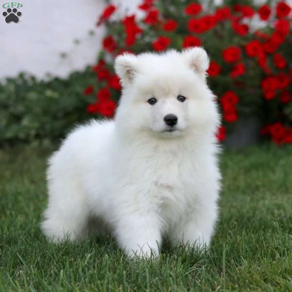 Pansy, Samoyed Puppy