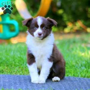 Pansy, Miniature Australian Shepherd Puppy