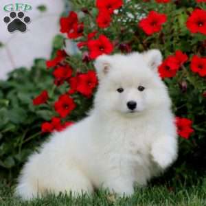 Pansy, Samoyed Puppy