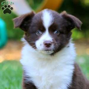 Pansy, Miniature Australian Shepherd Puppy