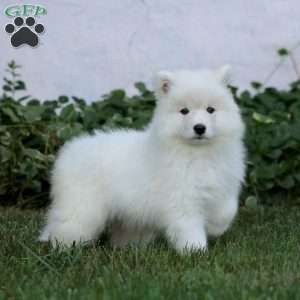 Pansy, Samoyed Puppy