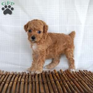 Pansy, Toy Poodle Puppy