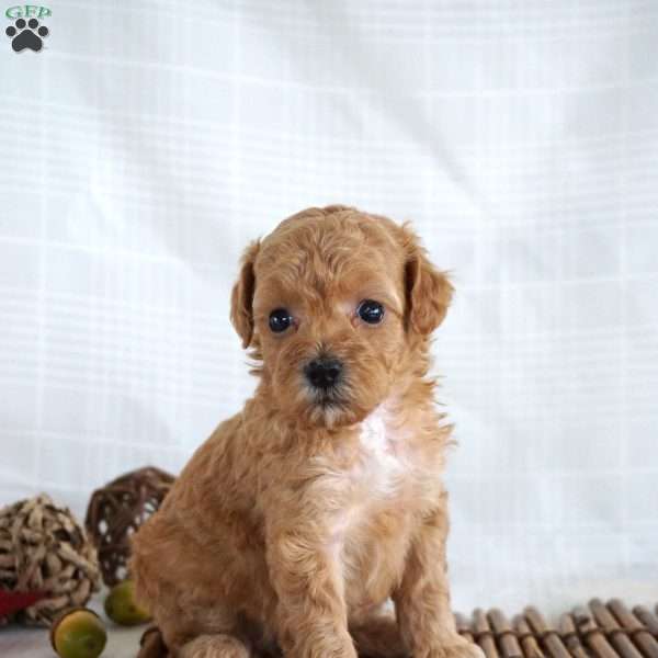 Pansy, Toy Poodle Puppy