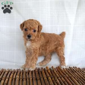 Pansy, Toy Poodle Puppy