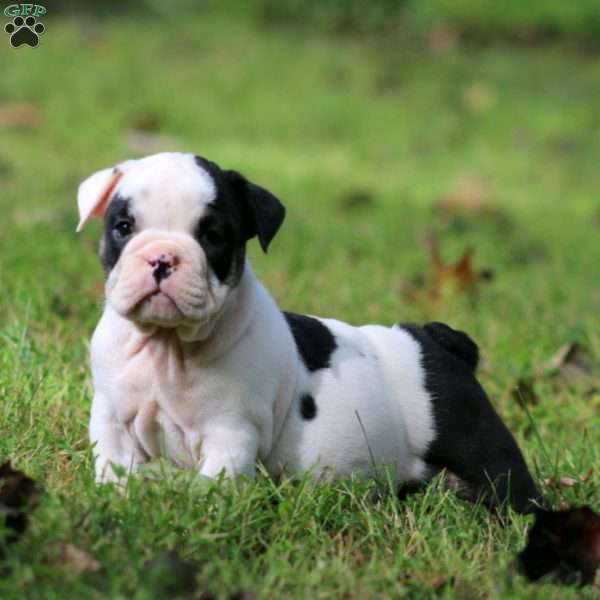Paris, English Bulldog Puppy