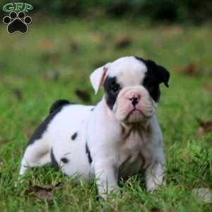 Paris, English Bulldog Puppy