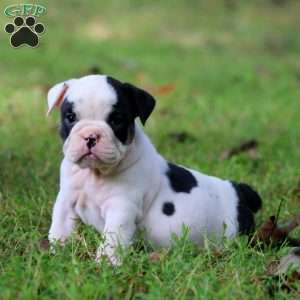 Paris, English Bulldog Puppy
