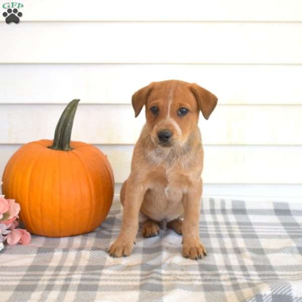 Parker, Blue Heeler – Australian Cattle Dog Puppy