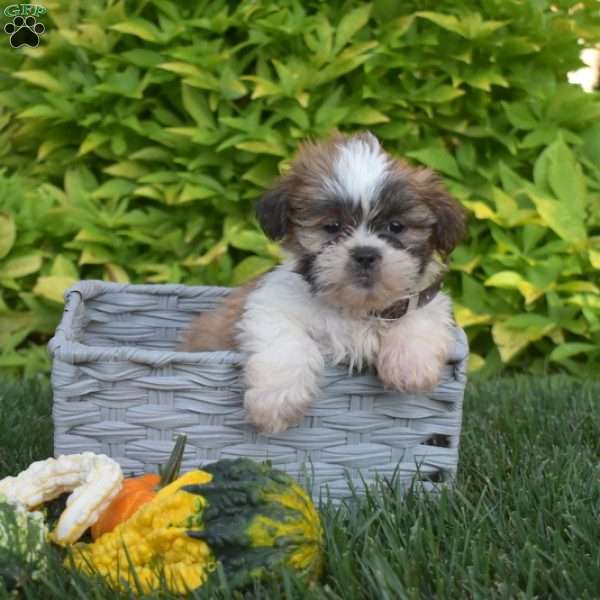 Parker, Shih Tzu Puppy