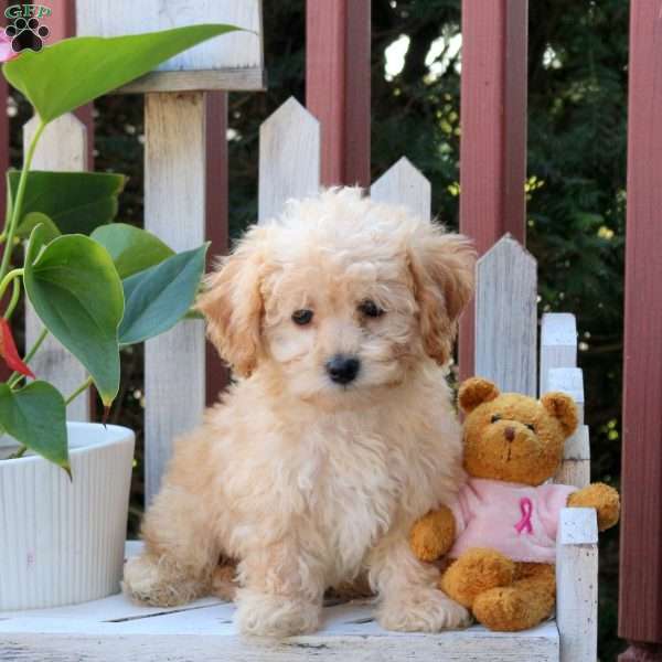 Parker, Bich-Poo Puppy