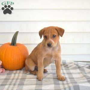 Parker, Blue Heeler – Australian Cattle Dog Puppy