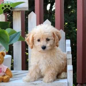 Parker, Bich-Poo Puppy