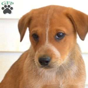 Parker, Blue Heeler – Australian Cattle Dog Puppy