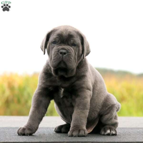 Parker, Cane Corso Puppy