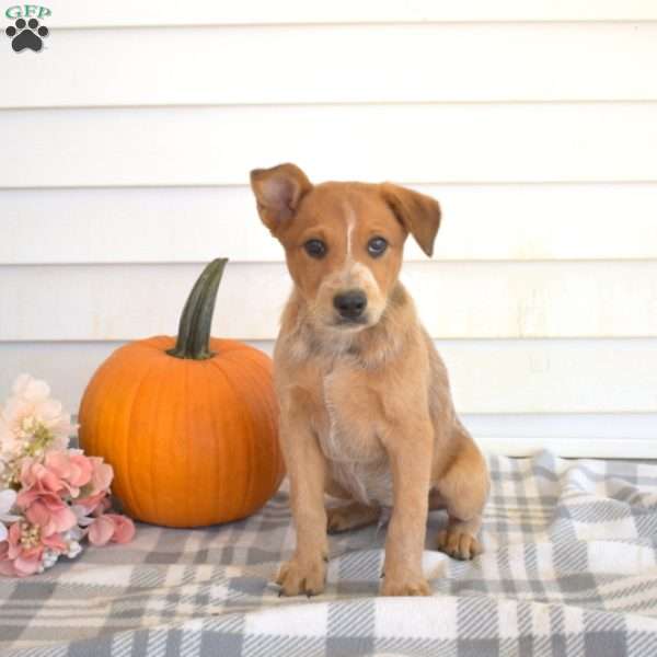 Patches, Blue Heeler – Australian Cattle Dog Puppy