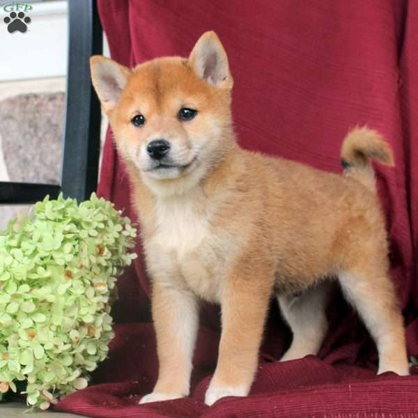Patches, Shiba Inu Puppy