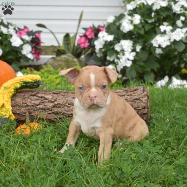 Patches, Boston Terrier Puppy