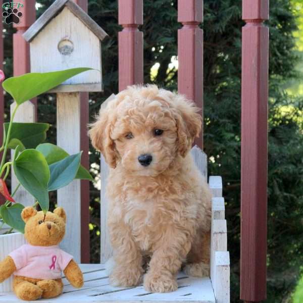 Patches, Bich-Poo Puppy