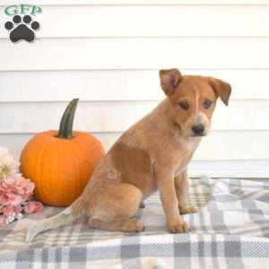 Patches, Blue Heeler – Australian Cattle Dog Puppy