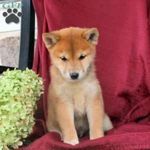 Patches, Shiba Inu Puppy