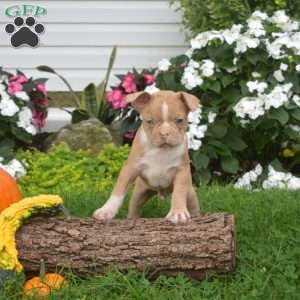 Patches, Boston Terrier Puppy