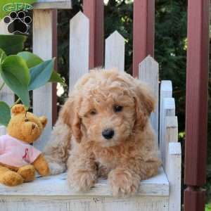 Patches, Bich-Poo Puppy