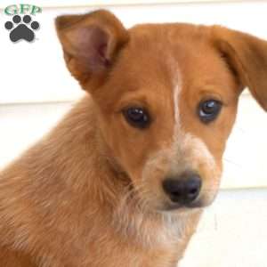 Patches, Blue Heeler – Australian Cattle Dog Puppy