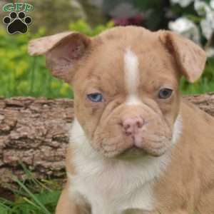 Patches, Boston Terrier Puppy