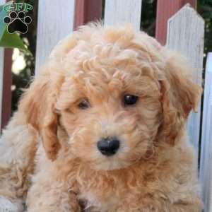 Patches, Bich-Poo Puppy