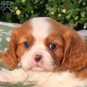 Patchy, Cavalier King Charles Spaniel Puppy
