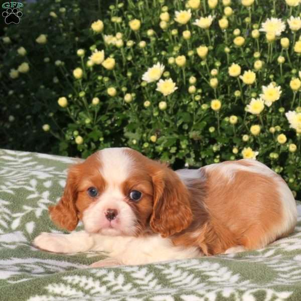 Patchy, Cavalier King Charles Spaniel Puppy