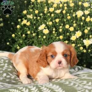 Patchy, Cavalier King Charles Spaniel Puppy