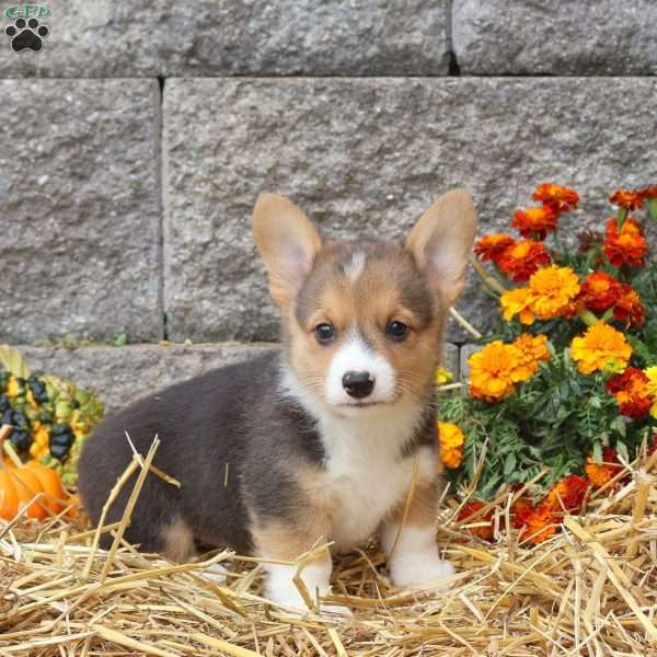 Patrick, Pembroke Welsh Corgi Puppy