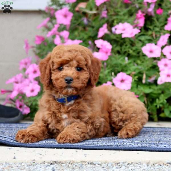 Patrick, Miniature Poodle Puppy