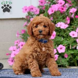 Patrick, Miniature Poodle Puppy