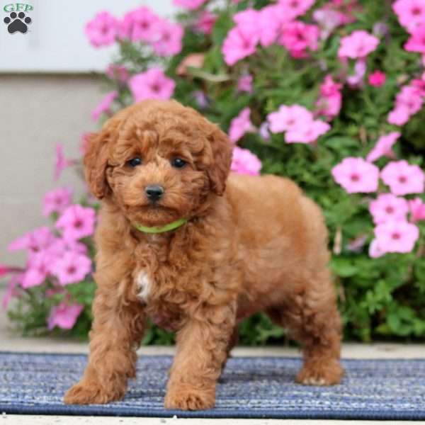 Patti, Miniature Poodle Puppy