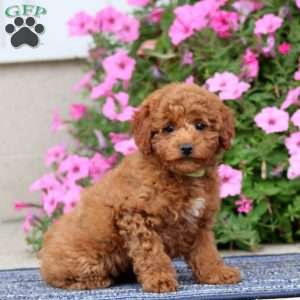 Patti, Miniature Poodle Puppy