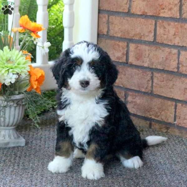 Paul, Mini Bernedoodle Puppy