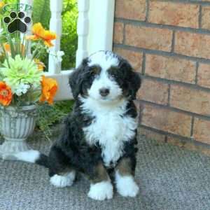 Paul, Mini Bernedoodle Puppy