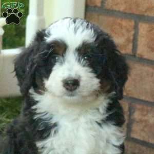 Paul, Mini Bernedoodle Puppy