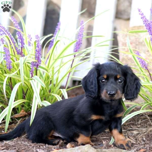 Paul, Dachshund Puppy