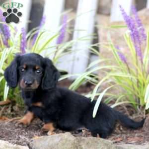 Paul, Dachshund Puppy