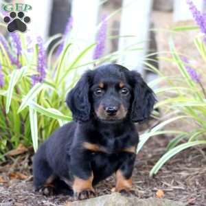 Paul, Dachshund Puppy