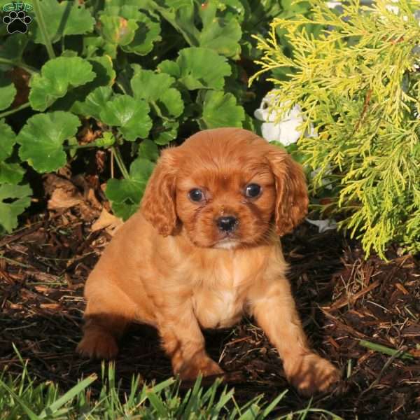 Pax, Cavalier King Charles Spaniel Puppy