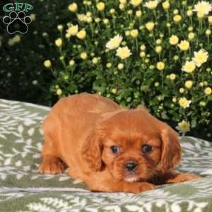 Pax, Cavalier King Charles Spaniel Puppy