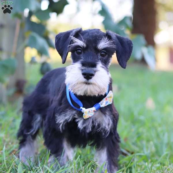 Paxton, Miniature Schnauzer Puppy