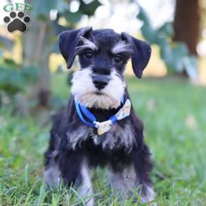 Paxton, Miniature Schnauzer Puppy