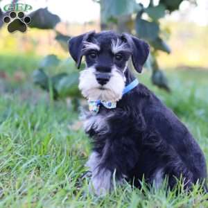 Paxton, Miniature Schnauzer Puppy