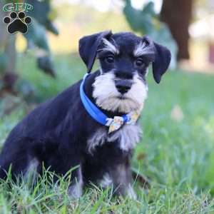 Paxton, Miniature Schnauzer Puppy